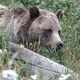 Grizzly im Yellowstone NP