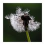 Vergängliches Blümchen ... von Hakai - Fotos