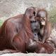 Orang-Utans - Kuschelzeit