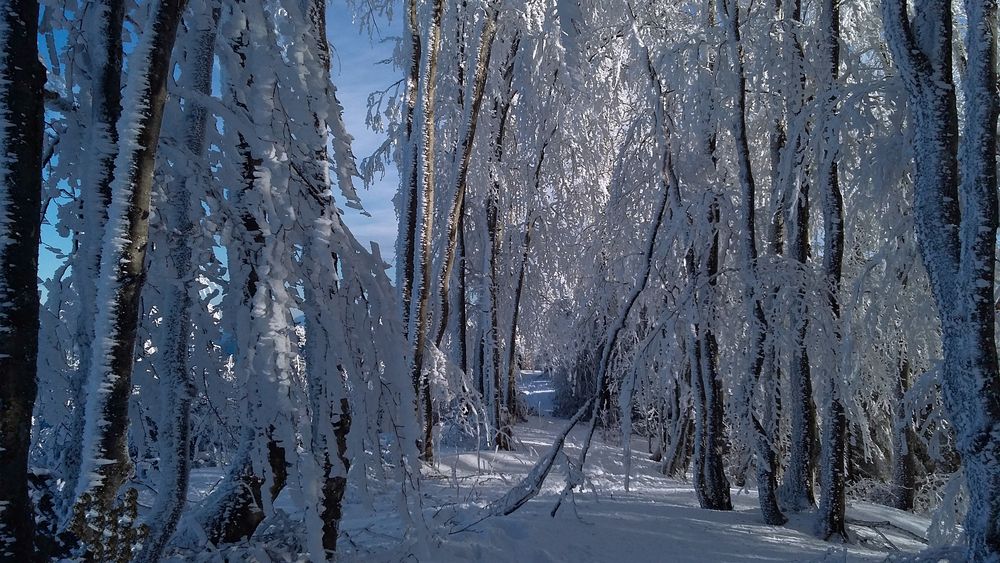 Winterwunder von berniesfotos