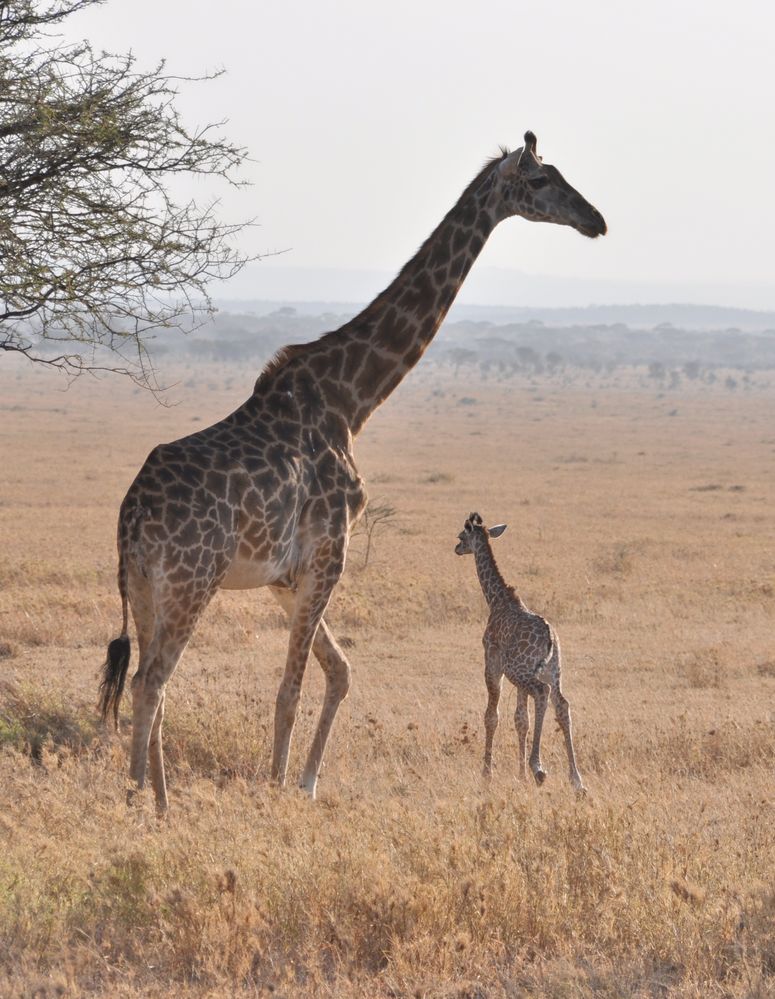 Girababy von Jürgen Schöneberger 