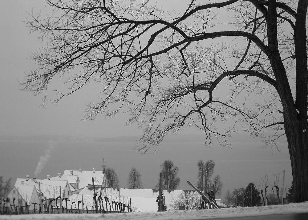 Winterbäume -Birnau/Bodensee von poerr39 