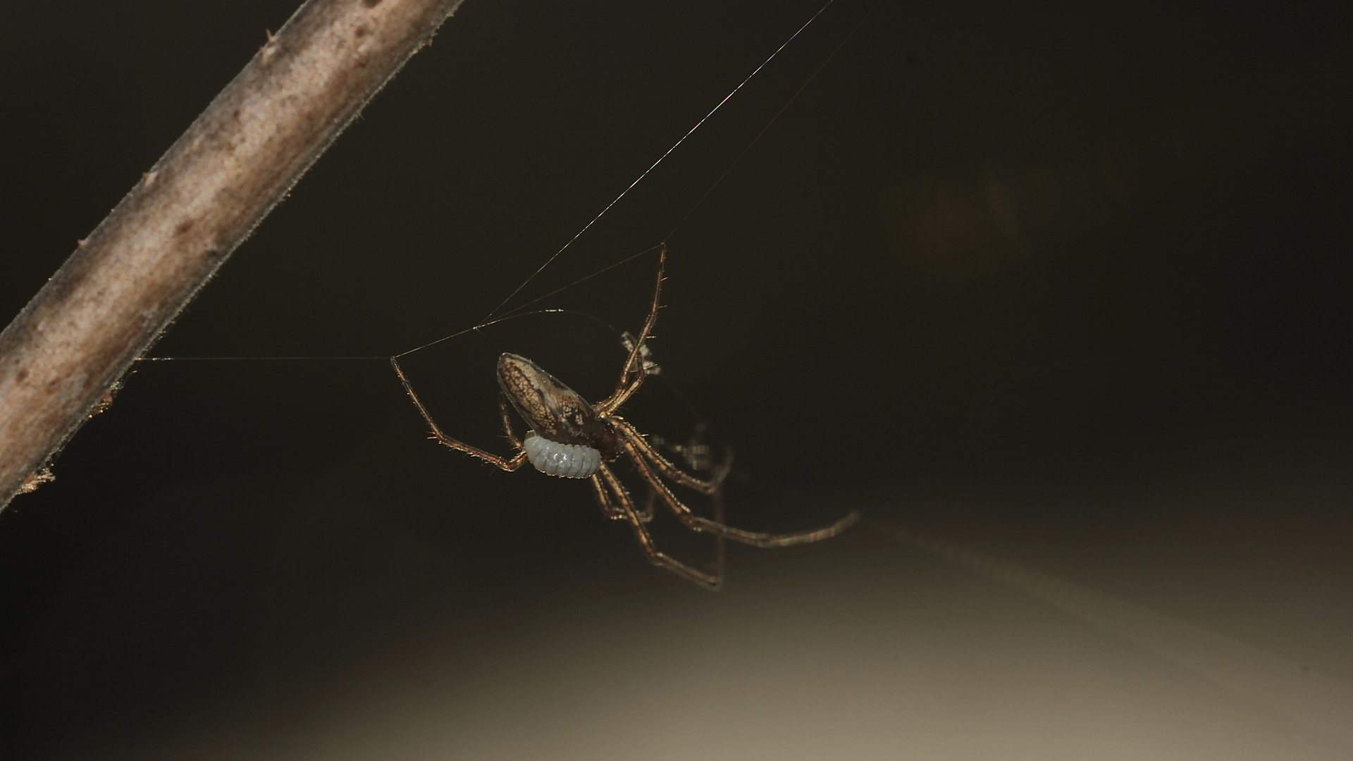 (4b) SPINNENPARASITEN - Acrodactylus cf. degener (?) an Tetragnatha montana