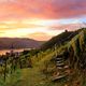 Sonnenuntergang im Weltkulturerbe-Wingert Lorch am Rhein