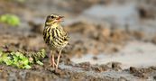 The Living Forest (807) : Tree Pipit by Mark Billiau.