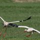 Verschwinde, unberingter Eindringling!!