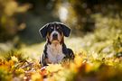 Herbst von Swissmountaindog