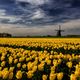 The Tulips And The Mill