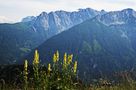 DE: Der gelbe Eisenhut vor einer prachtvollen Bergkulisse im Kärntner Lesachtal by Kosche Günther 