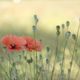 Mohn