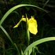 Einsame Iris