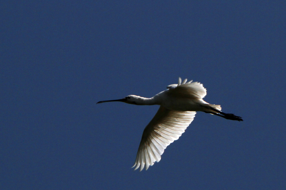 4.Birds of Lake Tisza- Blue sky