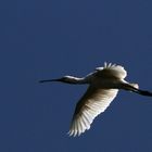 4.Birds of Lake Tisza- Blue sky