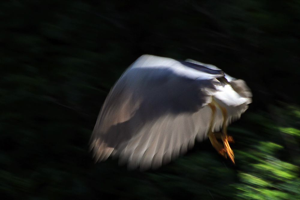 4.Birds of Lake Tisza- Impression