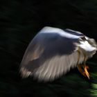 4.Birds of Lake Tisza- Impression