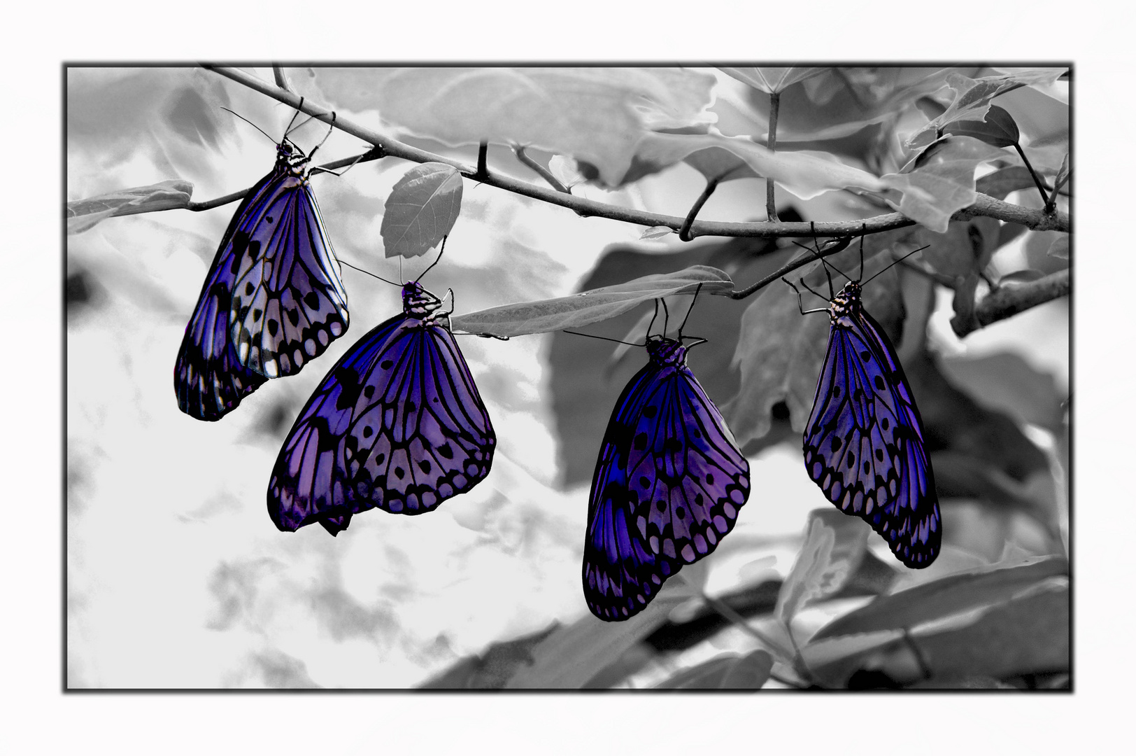 4Butterflies
