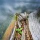 Leben im toten Holz