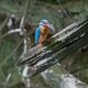 Eisvogel bei Jungtierftterung