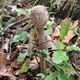 Lepiota helveola - Coulemelles