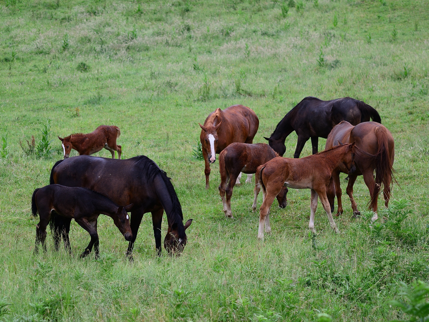 4_Camargue