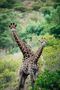 Neugierige Giraffen by Lucasso.Photography