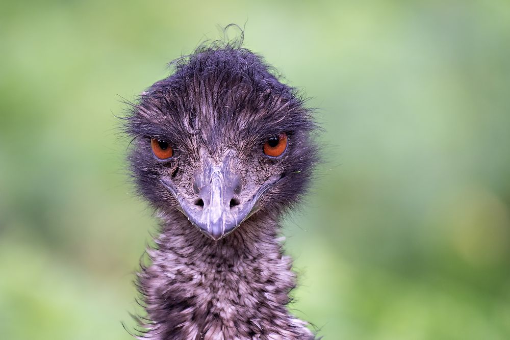 The Look von Stefan Adam