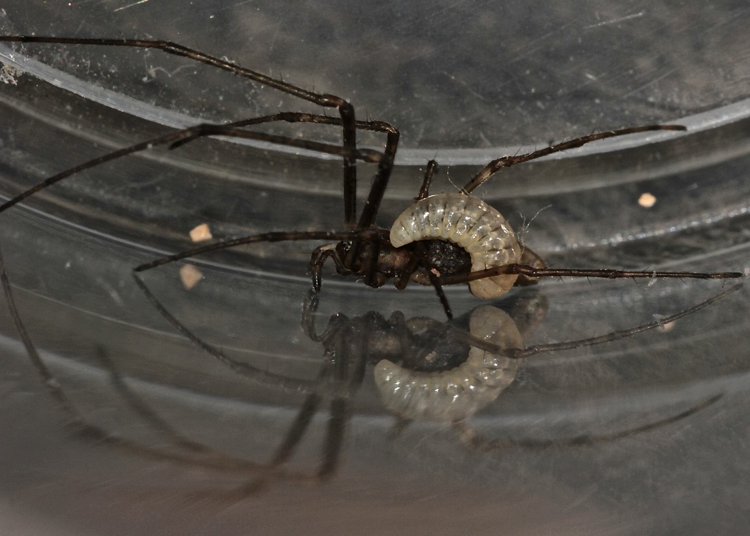 (4d) SPINNENPARASITEN - Acrodactylus cf. degener (?)  an Tetragnatha montana