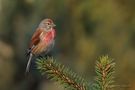 Carduelis cannabina by Ludek Sagi Lukac