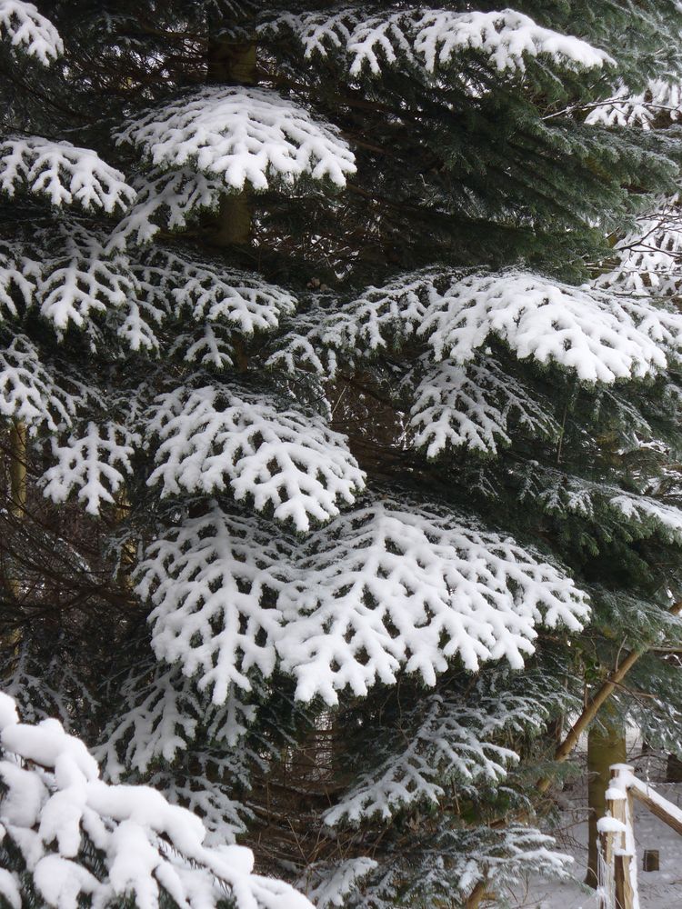 Tannenstrukturen im Winter von Kristina Boldt 