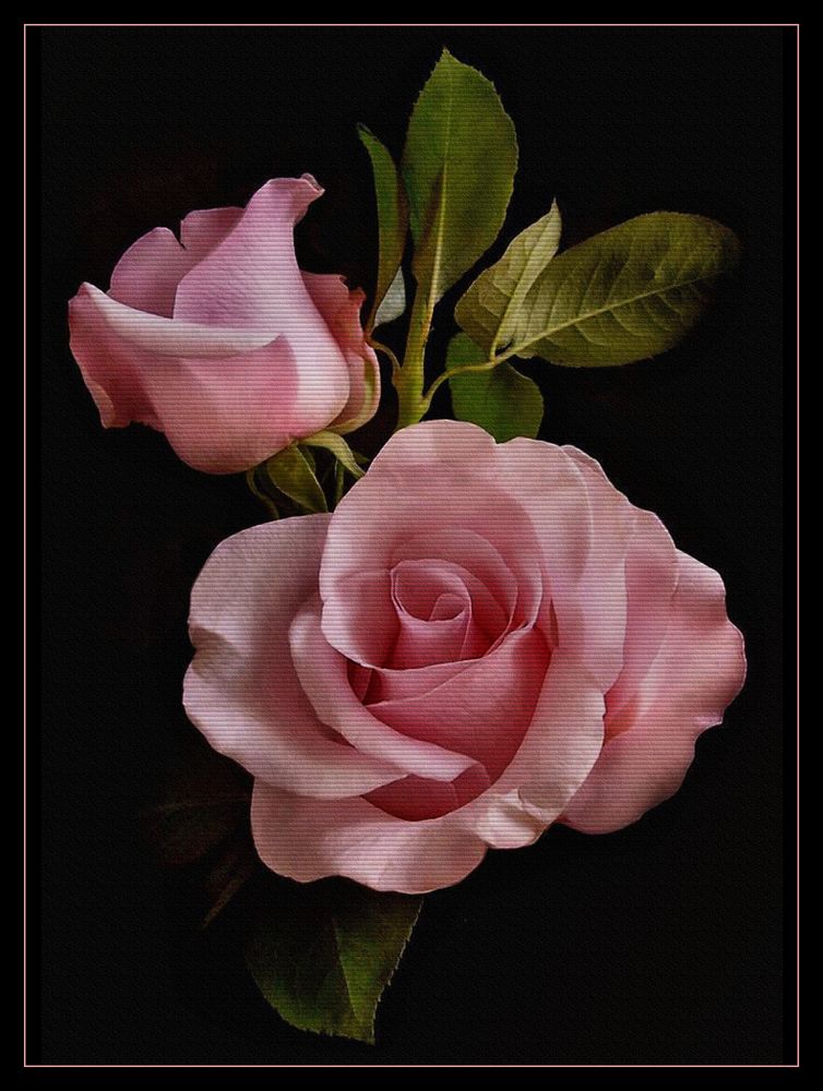 Pink Roses 1 de Julian Medina Ronga
