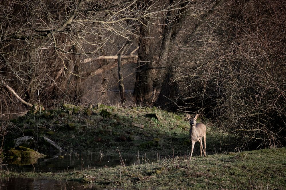 Bambi von miriamstart