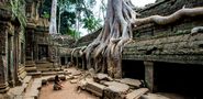 Panorama aus dem Ta Prohm Tempel, Angkor 2013 von Daniel Giesen 