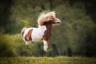 Flying Pony von Tanja Plusczok