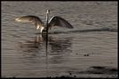 tiens, une aigrette... von artphot36 