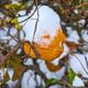 Kakifrucht mit Schneehaube