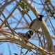 Bulbul  oreillons blancs