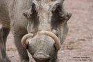 Tierpark Hagenbeck