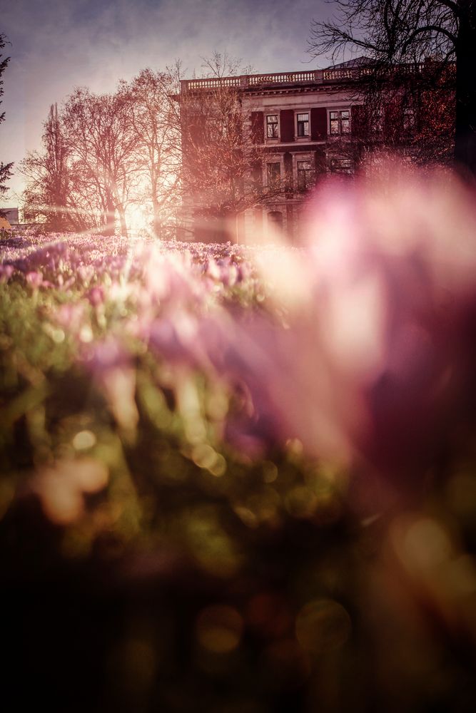 Krokusse in Magdeburg von Phil Photographie