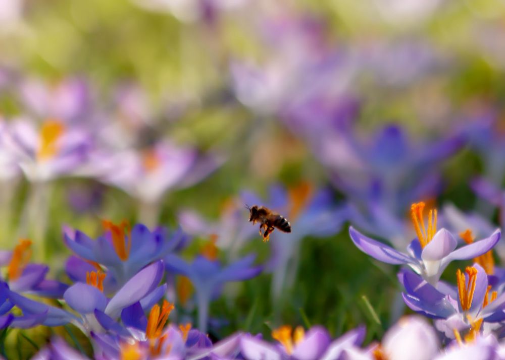 Frühling von Dagmar Katharina