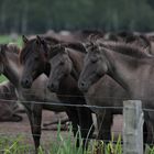 4Damen vom Zaun