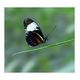 Heliconius cydno-Blauer Passionsfalter