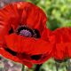 roter Mohn