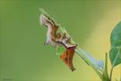 Notodonta ziczag giovane larva von Sergio Storai 