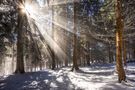 winterwald von Birdies Landscapes