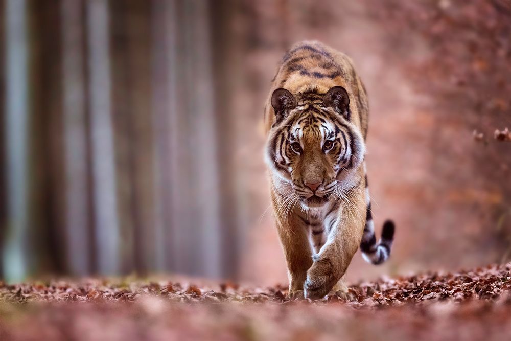 Tiger im Herbst von Birte Queißer