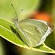 Karst-Weiling  (Pieris mannii)