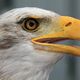 Seeadler