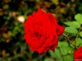 Römische Rose... by Vorbeigehende 