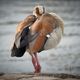 wunderschne Nilgans