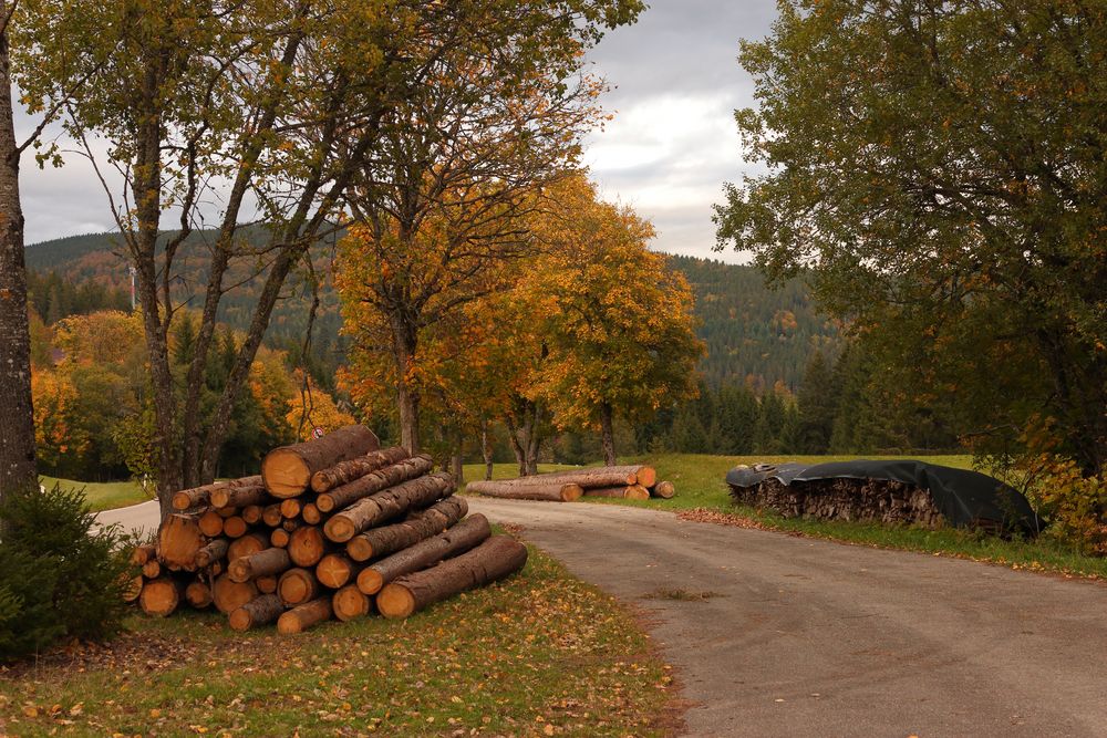 Herbst im Schwarzwald von Randolf Vastmans